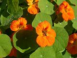 Nasturtiums orange_2 